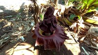 Bunga bangkai itu tumbuh di pekarangan belakang rumah milik Abdul Mujid warga RT 8/RW 2 Desa Kalipucang Wetan Kecamatan Welahan, Jepara.