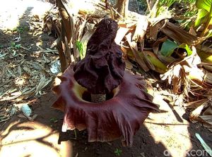 Ini Potret Bunga Bangkai yang Gegerkan Warga Jepara