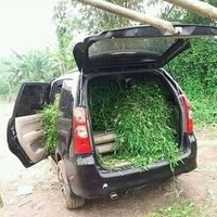 Kendaraan buat mengangkut rumputnya fancy banget nih. Kalau biasanya orang mengangkut rumput pakai gerobak atau sepeda, maka anak sultan yang satu ini pakai mobil keluarga. Foto: Instagram/@sukijan.id