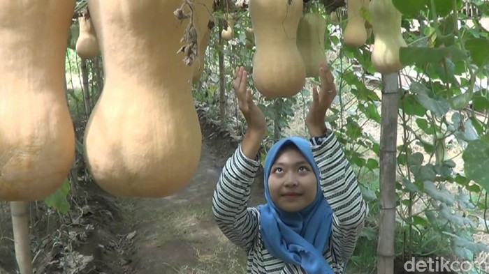 labu madu