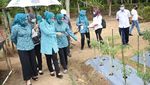 Pemenuhan Pangan dan Ekonomi lewat Berkebun