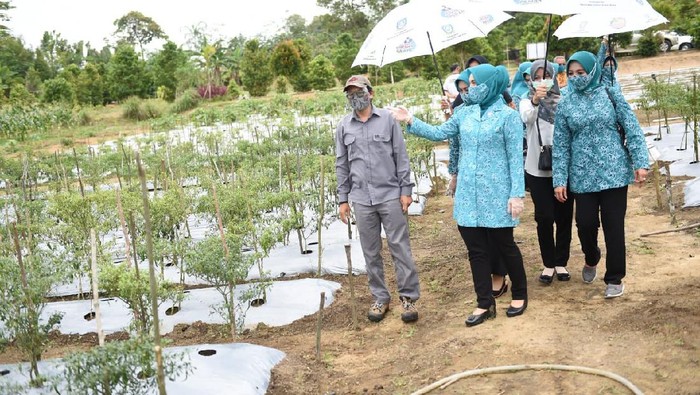 PKK Kepri sukses memanfaatkan lahan untuk perkebunan. Hal itu dilakukan sebagai sarana pemenuhan pangan dan ekonomi.