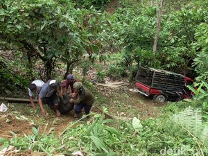 Pikap Muat Babi di Polman Sulbar Masuk Jurang, Pengemudi Tewas