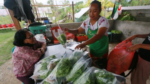 Seorang pekebun membungkus selada hijau pesanan di perkebunan sayuran organik di Suwawa, Kabupaten Bone Bolango, Gorontalo, Rabu (14/10/2020). Permintaan sayur organik dari sejumlah perkebunan yang dijual mulai dari Rp35 ribu hingga Rp50 ribu per kg tersebut semakin meluas hingga ke supermarket, hotel, pedagang makanan, rumah makan dan industri rumahan. ANTARA FOTO/Adiwinata Solihin/foc.