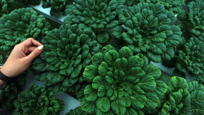 SAYUR ORGANIK SEMAKIN DIMINATI Seorang pekebun membungkus selada hijau pesanan di perkebunan sayuran organik di Suwawa, Kabupaten Bone Bolango, Gorontalo, Rabu (14/10/2020). Permintaan sayur organik dari sejumlah perkebunan yang dijual mulai dari Rp35 ribu hingga Rp50 ribu per kg tersebut semakin meluas hingga ke supermarket, hotel, pedagang makanan, rumah makan dan industri rumahan. ANTARA FOTO/Adiwinata Solihin/foc.