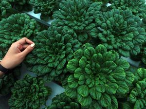 Sayur Organik Kian Populer