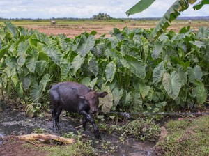 Taman Safari Cebu Minta Bantuan Pemerintah Dongkrak Wisatawan