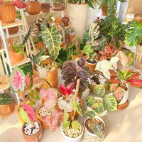 Titi Kamal adalah salah satu artis yang koleksi tanaman hiasnya cukup lengkap. Mulai dari janda bolong, aglonema, hingga begonia, Tikam terlihat punya sudut khusus untuk mengumpulkan tanaman-tanaman kesayangannya tersebut. Foto: Instagram