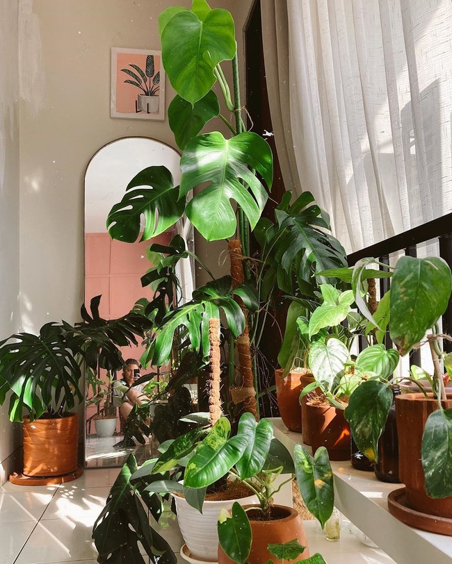 Bisa dilihat jika Angela Gilsha hobi mengoleksi tanaman monstera yang mempercantik interior rumahnya. Artis itu pun menambahkan cermin hingga lukisan tanaman yang mempercantik sudut khusus koleksinya. Foto: Instagram    