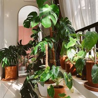 Bisa dilihat jika Angela Gilsha hobi mengoleksi tanaman monstera yang mempercantik interior rumahnya. Artis itu pun menambahkan cermin hingga lukisan tanaman yang mempercantik sudut khusus koleksinya. Foto: Instagram    