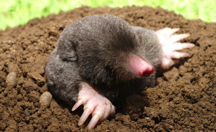 Tikus mondok.