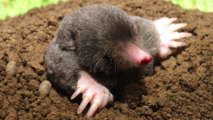 Tikus mondok.