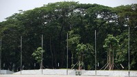 Pepohonan tampak menghijau di salah satu sisi kawasan Monas.