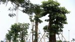 Foto Wajah Baru Taman Monas Setelah Direvitalisasi