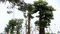 Pohon baru yang ditanam juga mulai tumbuh menghijau.