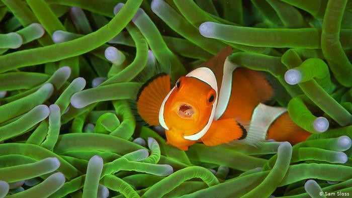 Wildlife Photographer of The Year