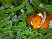 Garis Putih Ikan Badut Ternyata Bisa Hilang, Penyebabnya karena Tekanan Sosial?