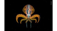 Kategori foto underwater terbaik dimenangkan oleh Fotografer bernama Songda Xai yang memotret cumi-cumi kecil yang berkilauan emas. (Songda Xai/Wildlife Photographer of The Year)