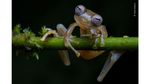 Deretan Pose Unik dalam Wildlife Photographer of the Year