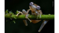 Potret katak Manduriacu yang langka dan terancam punah memenangkan kategori perilaku reptil dan amfibi. Fotografer Jaime Culuebras memotret katak yang menempel di dahan saat hujan lebat. (Jaime Culuebras/Wildlife Photographer of The Year)