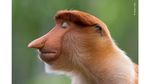 Deretan Pose Unik dalam Wildlife Photographer of the Year