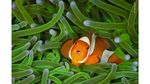 Deretan Pose Unik dalam Wildlife Photographer of the Year