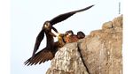 Deretan Pose Unik dalam Wildlife Photographer of the Year