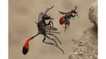 Deretan Pose Unik dalam Wildlife Photographer of the Year