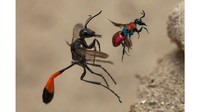 Foto ini menggambarkan dua spesies tawon berbeda sedang memasuki sarang mereka yang bersebelahan. Fotografer, Frank Deschandol memenangkan penghargaan kategori perilaku inveterbrata. (Frank Deschandol/Wildlife Photographer of The Year)