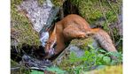 Deretan Pose Unik dalam Wildlife Photographer of the Year