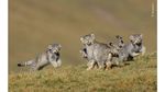 Deretan Pose Unik dalam Wildlife Photographer of the Year