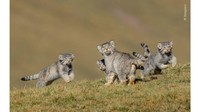Foto keluarga kucing Pallas ini diambil di Dataran Tinggi Qinghai -Tibet, di barat laut China. Fotografer, Shayuan memasang kamera diseberang sarang mereka saat induk memanggail anak-anak kucing itu (Shayuan/Wildlife Photographer of The Year)