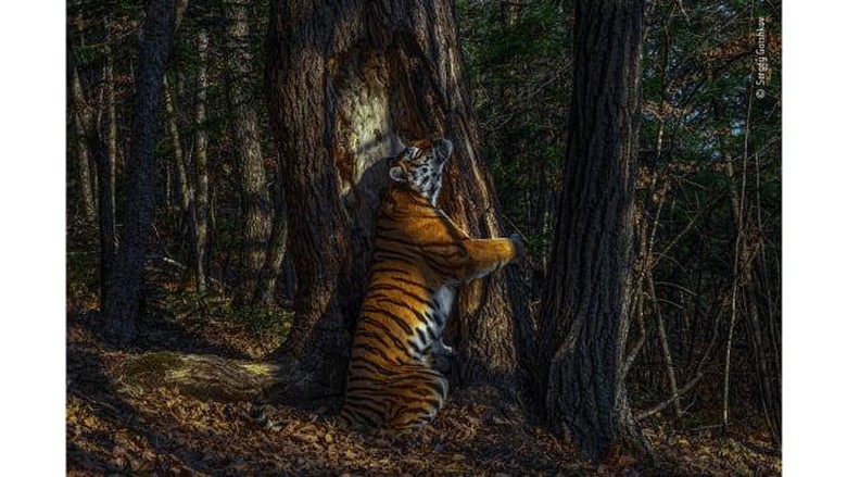 Wildlife Photographer of The Year Wildlife Photographer of The Year