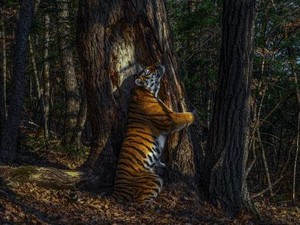 Potret Harimau Peluk Pohon Menangkan Wildlife Photographer of the Year