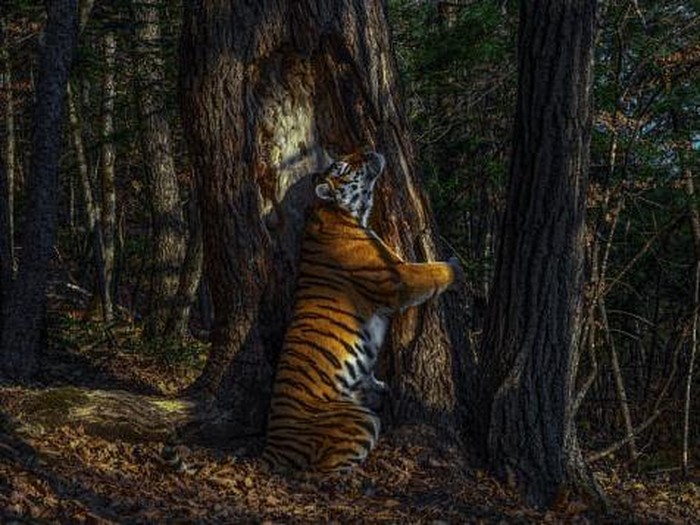 Wildlife Photographer of The Year