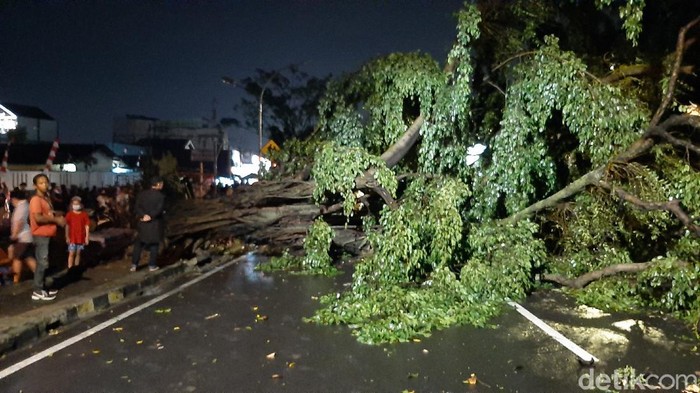 3 pohon beringin depan TMP Bogor tumbang, arus lalin tertutup