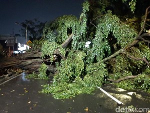 3 Pohon Beringin Depan TMP Bogor Tumbang, Akses Lalin Tersendat