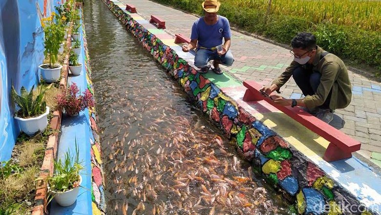 Tak jauh dari Candi Mendut, ada wisata budidaya ikan tawar di Desa Ngrajek, Kabupaten Magelang, Jawa Tengah. Pengunjung pun dapat belajar budidaya ikan di sini.