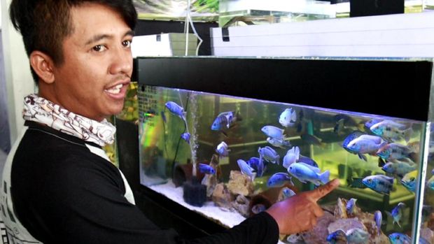 Bisnis ikan chichlid
