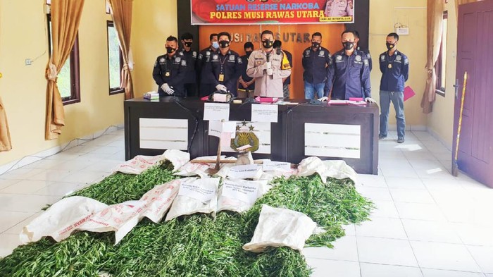 Ganja yang ditemukan di ladang ganja Sumsel (dok. Istimewa)