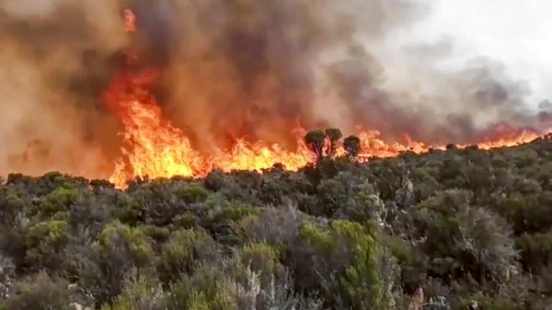 Gunung Tertinggi di Afrika Kilimanjaro Terbakar In this image made from video, rangers and volunteers help to put out fires on Mount Kilimanjaro in Tanzania on Monday, Oct. 12, 2020. Tanzanian authorities say 500 volunteers have been trying to put out a fire on Africas tallest peak, Mt. Kilimanjaro. (AP Photo)