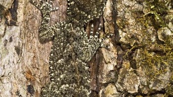 Kulit pohonnya tiba-tiba bergerak. Foto: BrightSide/Joses Tirtabudi/FreeImages