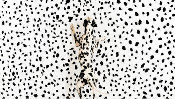 Anjing dalmatian ini mengagumi motif serupa tubuhnya. Foto: BrightSide/Gandee Vasan/Getty Images