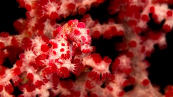 Kalian lihat ada kuda laut? Foto: BrightSide/Stephen Frink/Getty Images