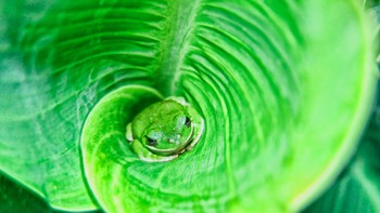 Daun hijau bersuara kodok. Foto: BrightSide/Jeff R Clow/Getty Images
