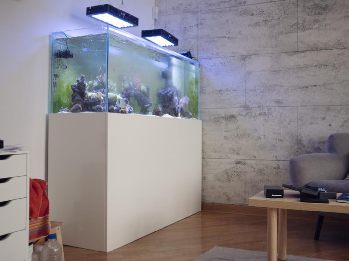 Living room with reef tank