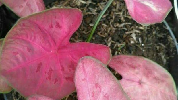 keladi sexy pink (Ist Bukalapak.com) keladi sexy pink (Ist Bukalapak.com)