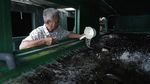Kontainer Bekas Ini Jadi Lahan Beternak dan Berkebun