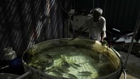 Dengan konsep seperti ini, produk segar dapat dengan mudah dikirim ke toko atau langsung ke konsumen.  