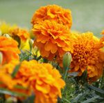 11 Tanaman Hias Tahan Panas Matahari yang Mudah Dirawat